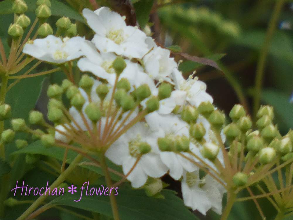 小さな庭の画像 by Hirochan* flowersさん | 小さな庭と金曜日の蕾たちとコデマリの花とJuneの会と春風に揺らいでと白いお花と太陽の光を浴びてとお花好きの人と繋がりたい