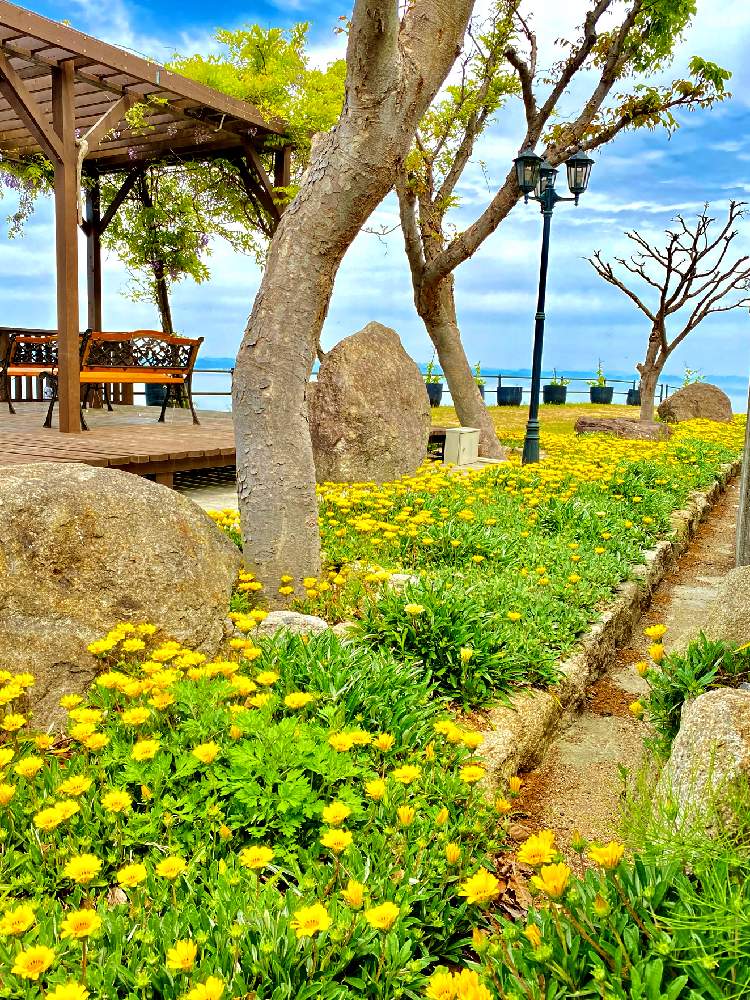 お出かけ先の画像 by おちょさん | お出かけ先とガザニアと空と花と買い物の通り道と近くの公園と海が見えるといつもの通り道と近くの景色と雲と空と空仲間と青い空と海と若葉が綺麗ときれいな景色と宿根ガザニアと植物と空とお出かけ先にて