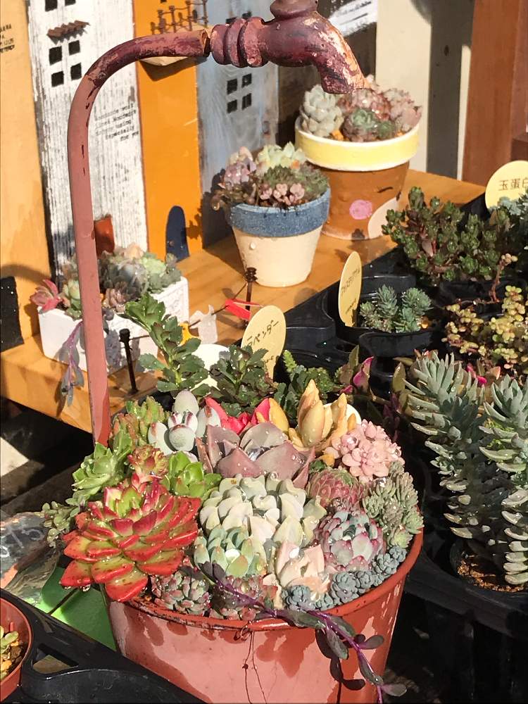 小さな庭の画像 by ちい☆さん | 小さな庭と多肉植物と多肉植物寄せ植えと花のある暮らし