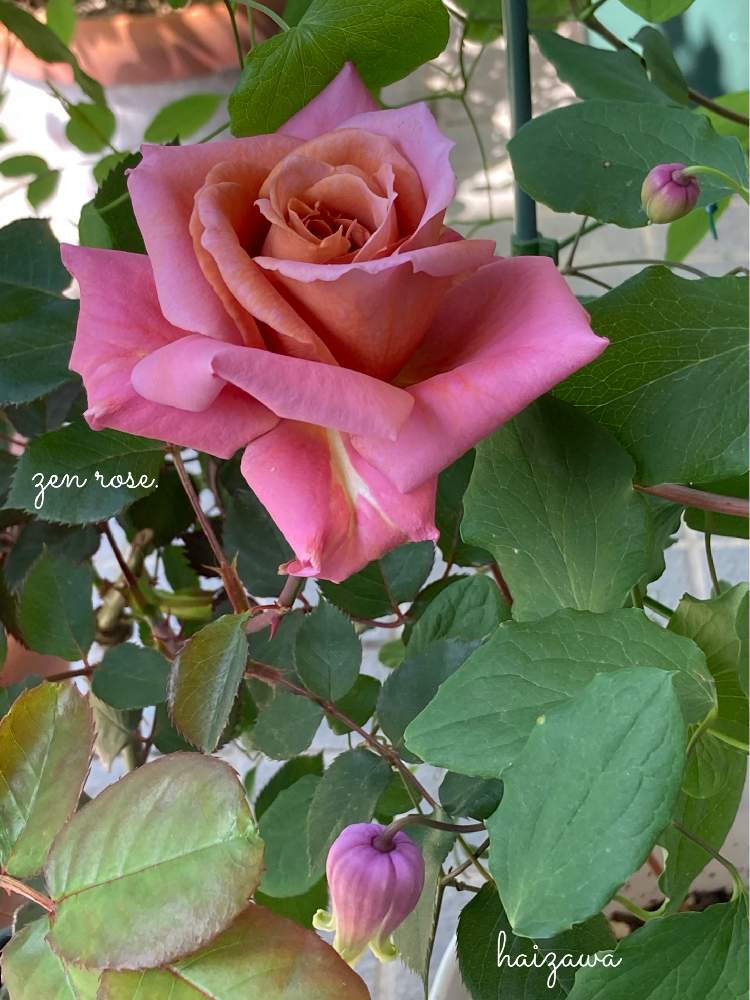 の画像 by hanamizukiさん | クレマチスと禅ローズ 禅と禅ローズ禅とばら バラ 薔薇と禅ローズと美しいとバラ鉢植えと鉢植えと花のある暮らしとかわいいと薔薇♪と薔薇あどと自慢のバラ_2021