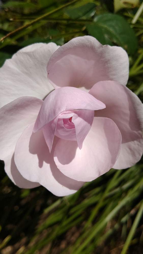 小さな庭の画像 by 庭野華子さん | 小さな庭とオリビアローズ オースチンとばら バラ 薔薇とバラのある暮らしとPinkRoseとイングリッシュ・ローズとEnglish roseと香りの良いバラとバラが好きと花のある暮らしと薔薇♪とロザリアンとERとDAVID AUSTIN ROSESとrose