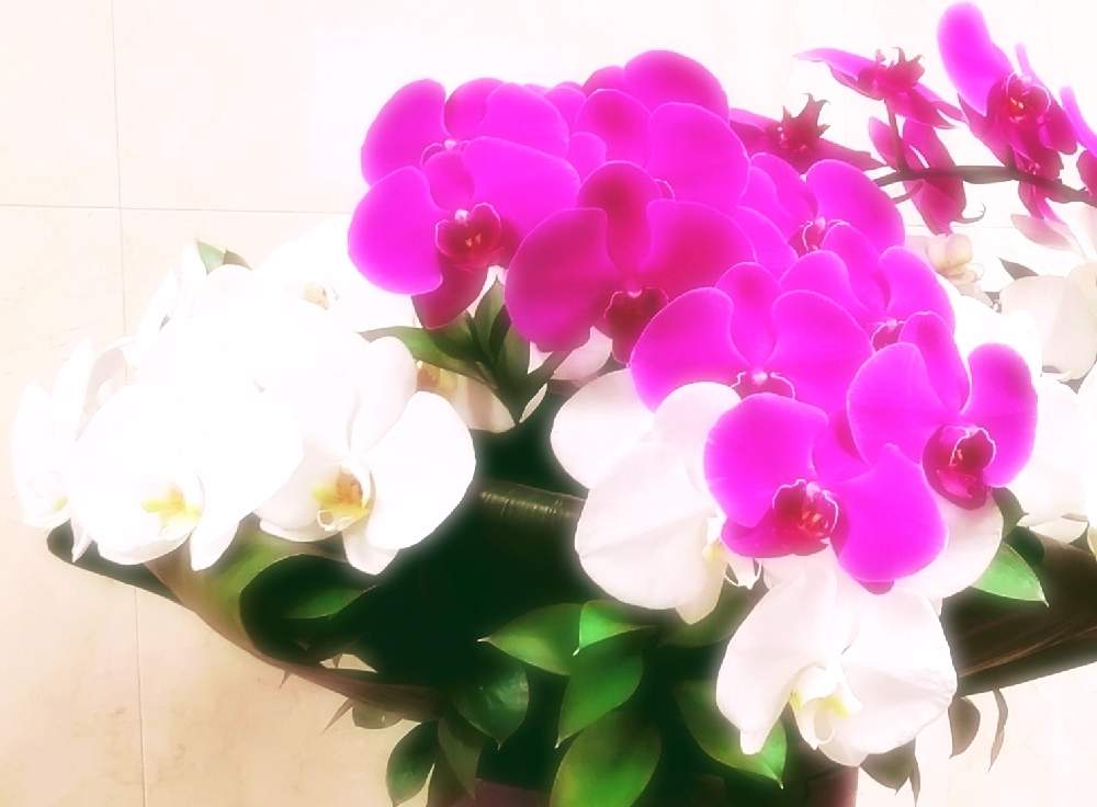 お出かけ先の画像 by はく社長さん | お出かけ先と胡蝶蘭とフラワーアレンジメント