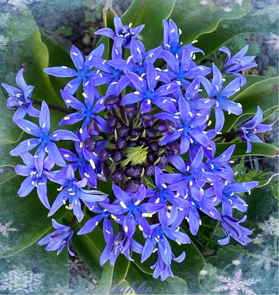 の画像 by ひみつのアッコちゃんさん | シラーベルビアナと青いお花大好きファンクラブと我が家の花畑とボランティア花壇の花たちと可愛い花と花のある生活と美しい花と面白い花と元気な花と美しいフォルムと大好きな花と足柄ふれあい公園と花を見る喜びと私のお気に入りと地植えの花と加工アプリ使用