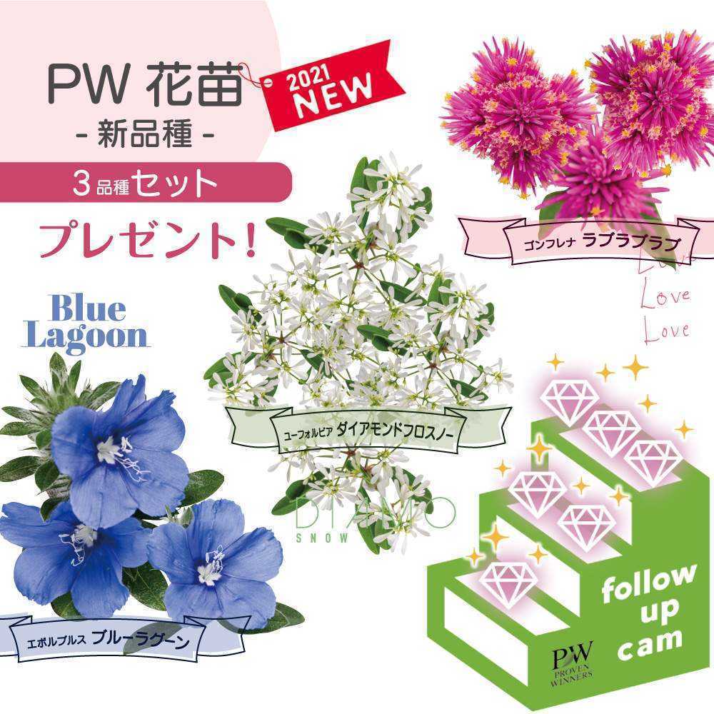 の画像 by PROVENWINNERSさん | エボルブルスとゴンフレナとユーフォルビアダイアモンドスノーとPW2021年新品種とPWとガーデリンクとPWガーデリンクとPWプルーブンウィナーズとプルーブンウィナーズとProven Winnersと2021年新品種とPW育てた