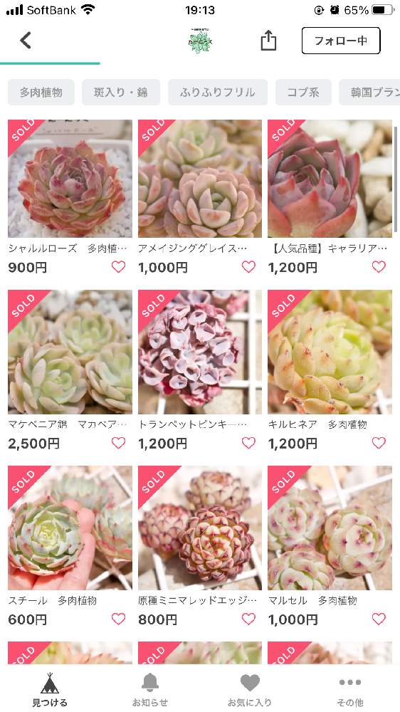 の画像 by 多肉植物専門店たーにっくさん | 多肉植物と多肉男子と韓国多肉とタニパトと韓国苗販売と多肉大好きとセール品と多肉実生とおうち園芸とエケベリア属と多肉女子とタニラーと韓国苗と販売中とたーにっくとBASE出品中と多肉初心者とツンツン