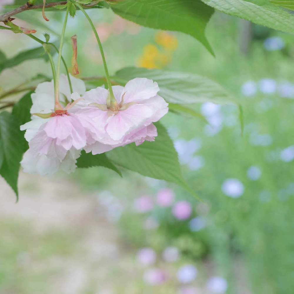 小さな庭の画像 by 由美子さん | 小さな庭とサクラとゆみさんちの庭あそびとLUMIX gf7と夜中にこっそりとF 5.6とおうち園芸とミラーレス一眼とパナライカ45mmと『2021桜』フォトコンテスト