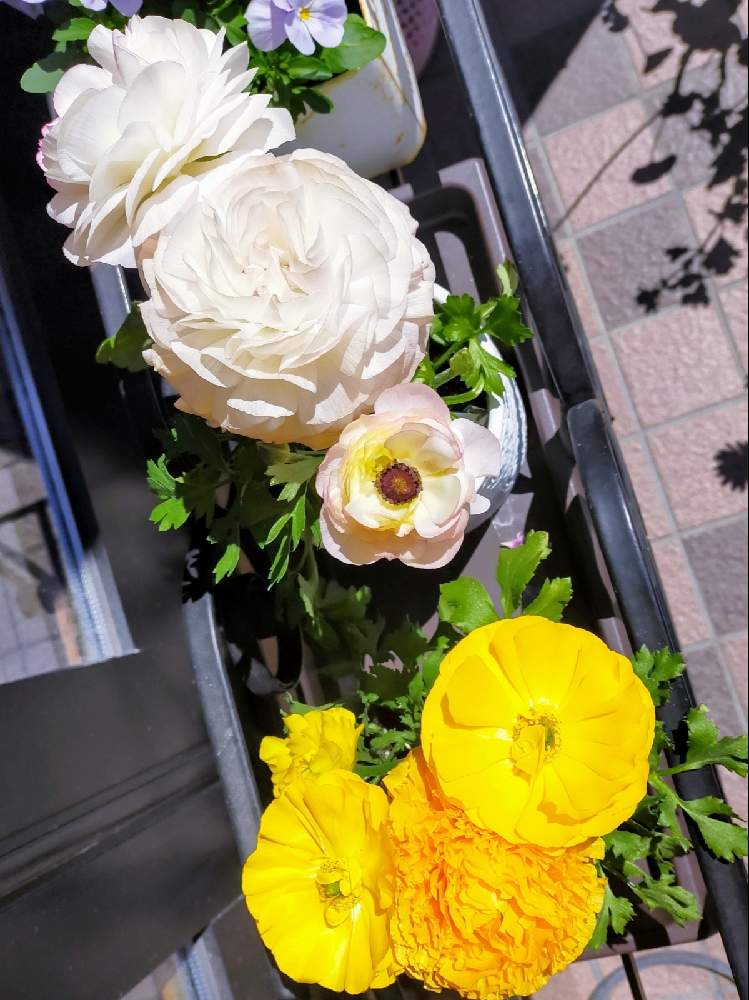 小さな庭の画像 by むーさんままさん | 小さな庭とラナンキュラスとビオラと鉢植えのお花とピンクの花と可憐と春爛漫!とお花のある暮らしと黄色い花と感謝✨と希望✨とほっとひと息とちいさなシアワセ♡と繋がりに感謝✨