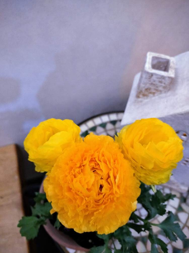 玄関の画像 by むーさんままさん | 玄関とラナンキュラスと華やか✨と鉢植えのお花と花でお出迎えと可憐と春爛漫!とお花のある暮らしと黄色い花と感謝✨と希望✨とほっとひと息とちいさなシアワセ♡と繋がりに感謝✨