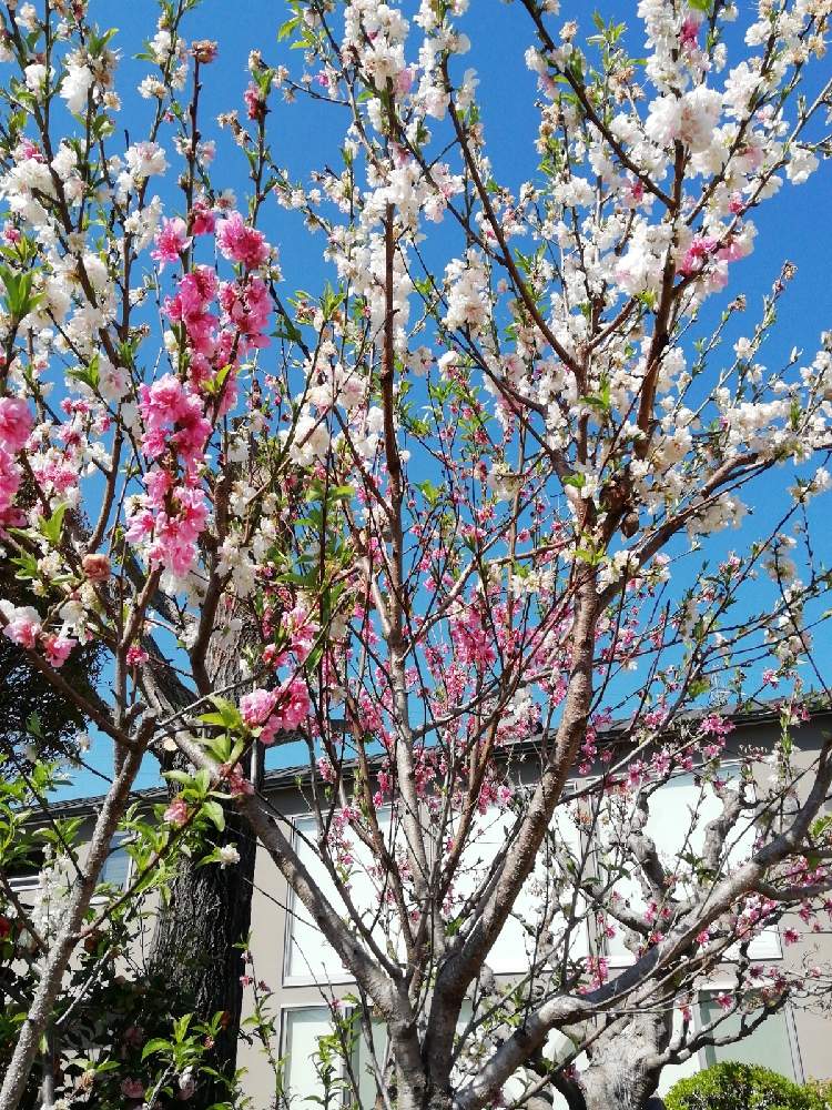 お出かけ先の画像 by 月あかりさん | お出かけ先とハナモモ(花桃)とお散歩と道路沿いのお家