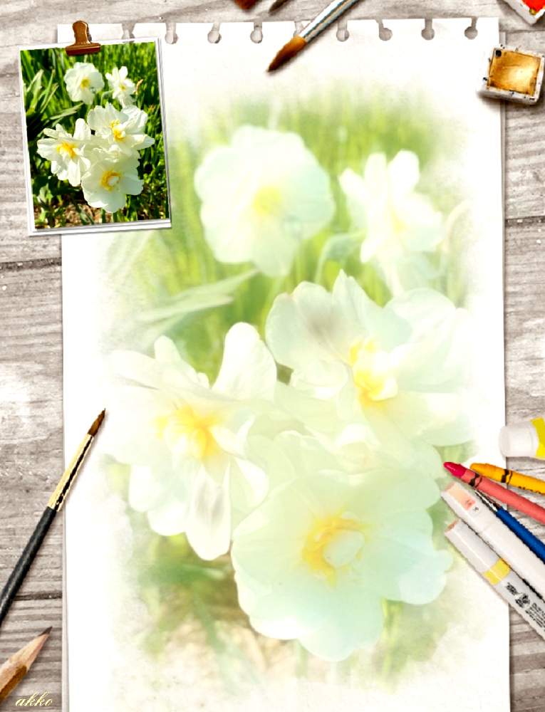 の画像 by ひみつのアッコちゃんさん | 今春最後の水仙と我が家の花畑と可愛い花と花のある生活と美しい花と元気な花と美しいフォルムと加工アプリ使用と大好きな花と花を見る喜びと私のお気に入りと地植えの花