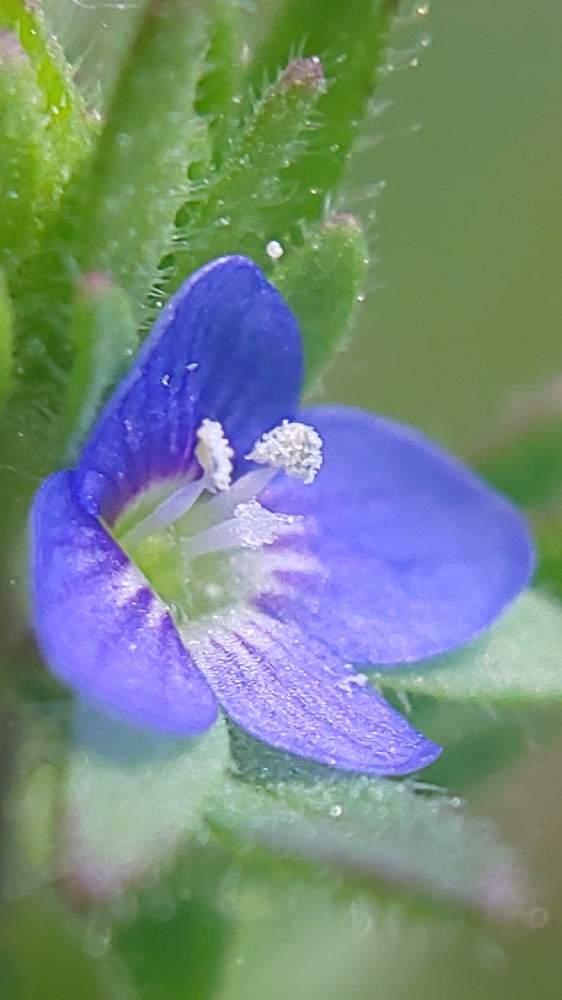 お出かけ先の画像 by ❦THE HERMIT❦さん | お出かけ先と内緒のpicと光輝く花と小さい花々とリユニオンと小さ過ぎる花と本来の色と秘密のpicと大好きな花と隠遁者とヒカリと碧キ花