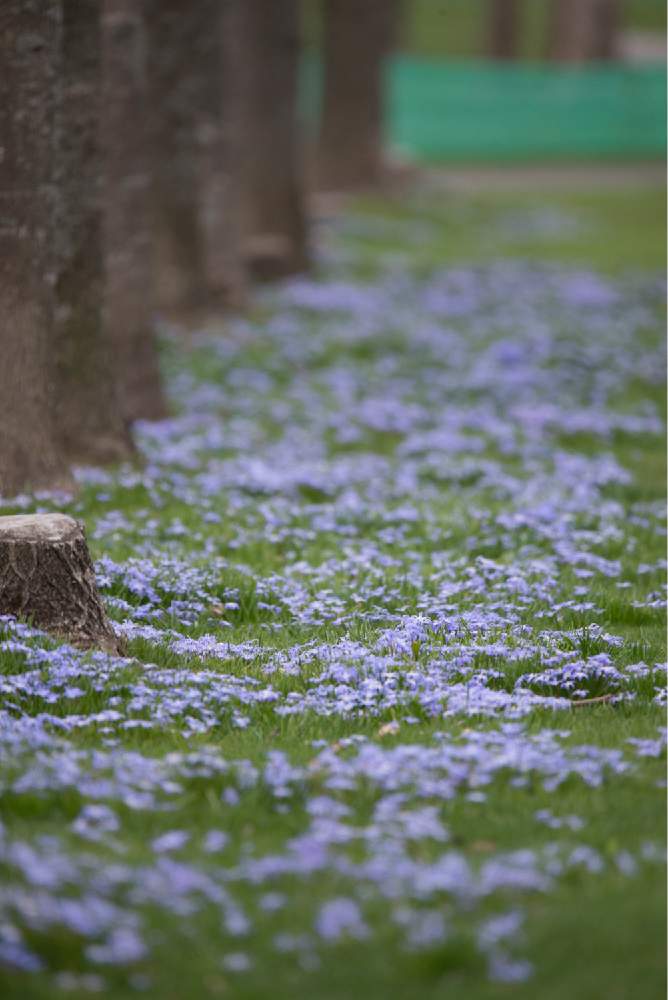 お出かけ先の画像 by satoさん | お出かけ先とユキゲユリとnikond610とチオノドクサの花とサッポロさとらんどと北海道と札幌