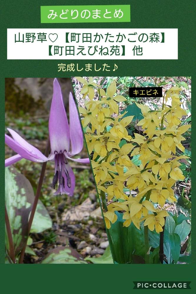 の画像 by トリトンさん | カタクリとキエビネと町田かたかごの森とキュンキュン乙女倶楽部と医療・介護の皆様に感謝といつもありがとう♡とかわいい♡と青い春の花マニアとGS散歩☆町田と癒やされる♡とGS日和としあわせ運べるようにとキュンキュン乙女倶楽部No.183と美しく青きドヨウと青い花マニアと町田えびね苑とチーム・ブルーとチーム・ブルーNo.009