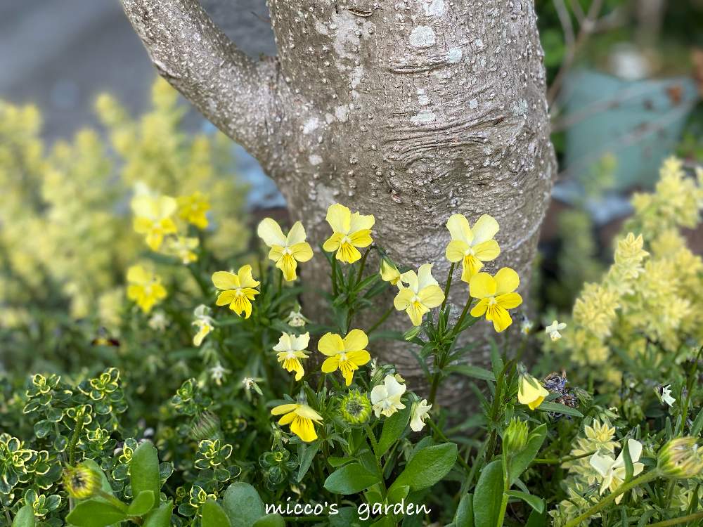 小さな庭の画像 by miccoஐ♡さん | 小さな庭と寄せ植え花壇と緑ある暮らしとお花大好き♡と小花会とマイガーデンと心ほっこりと極小輪ビオラと庭づくりとグリーン大好きとガーデニングと花のある暮らしとGS皆様ありがとうとお花とグリーンある暮らしといやし♪と日本を元気に♡