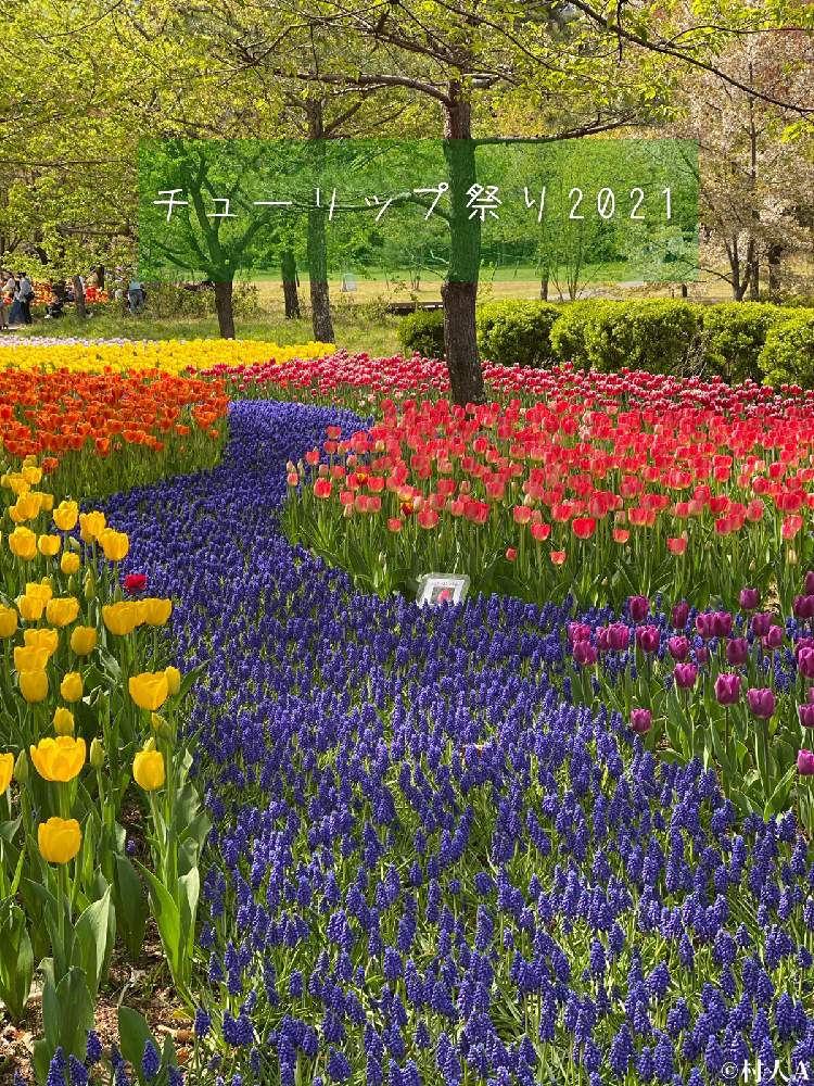 お出かけ先の画像 by 信州豚ポルコ・ロッソさん | お出かけ先とチューリップとCanon EOS R6と『秋植え球根2021』フォトコンテストと最近の作品と無加工と旬撮とCanon EF100mm F2.8Lマクロ IS USMとお誘いと文字を添えてと長野県とチューリップ祭り2021