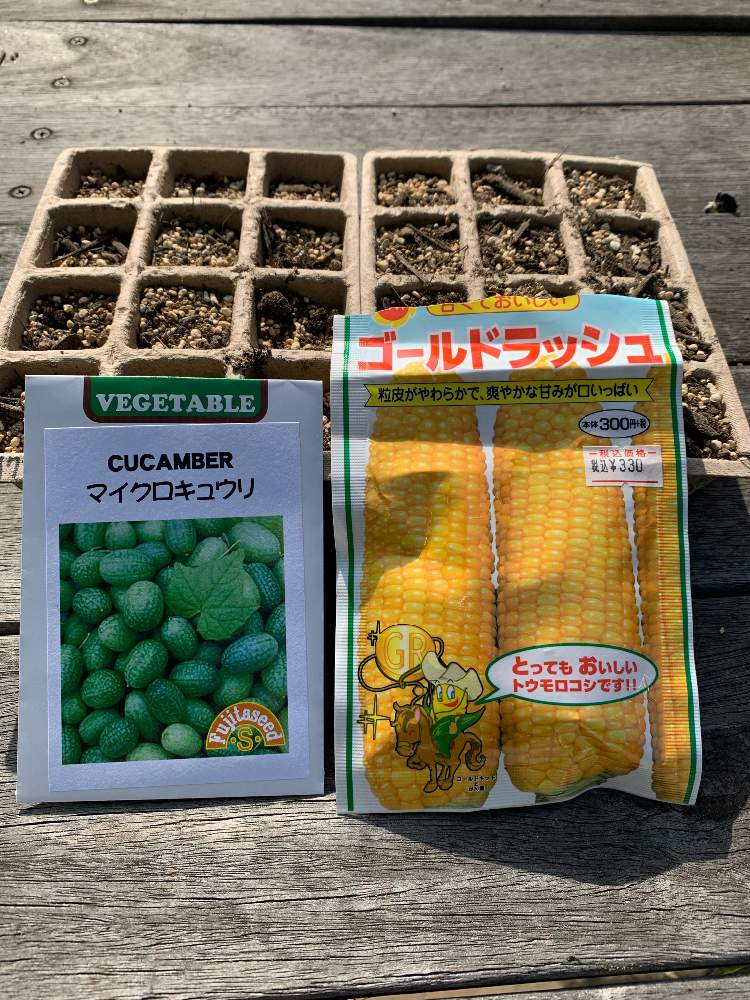 小さな庭の画像 by 小手鞠さん | 小さな庭とおうち園芸と幸せをありがとうと植物に恋してると皆様に感謝とやっぱりグリーンが好き