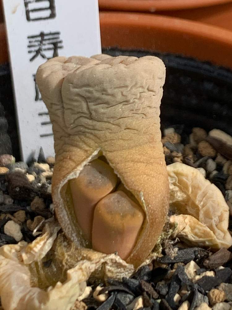 小さな庭の画像 by まんまるはなさん | 小さな庭とリトープスとメセン類と癒し☆とにわと植中毒と大きく育ってねとタニラーと花のある暮らしとリトープス属