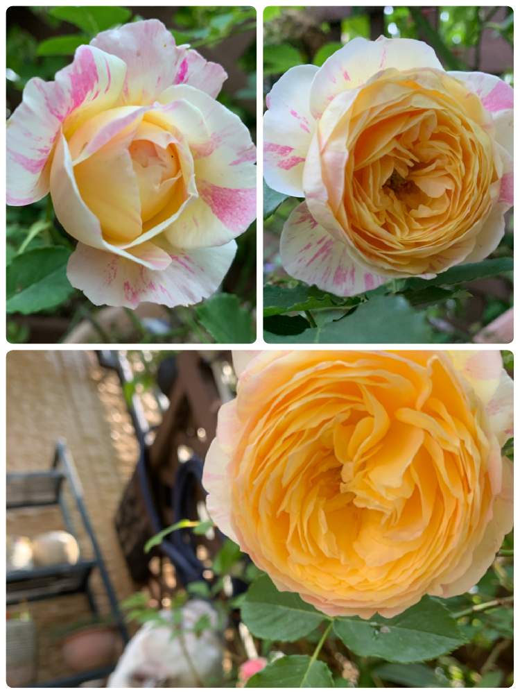 小さな庭の画像 by taesaiさん | 小さな庭と2019同期とバラ・クロードモネとばら バラ 薔薇と絞りのバラとおうち園芸とバラ クロードモネと花のある暮らしとバラ・ミニバラとチーム福岡とバラを楽しむ