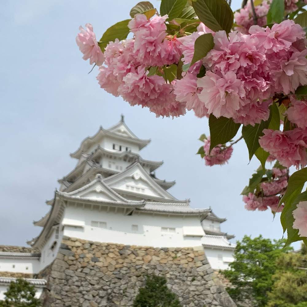 お出かけ先の画像 by Okavangoさん | お出かけ先と八重桜とさくら サクラ 桜と住めば都・姫路と世界遺産・姫路城と城郭・天守閣とぐるっと白鷺城と『2021桜』フォトコンテスト