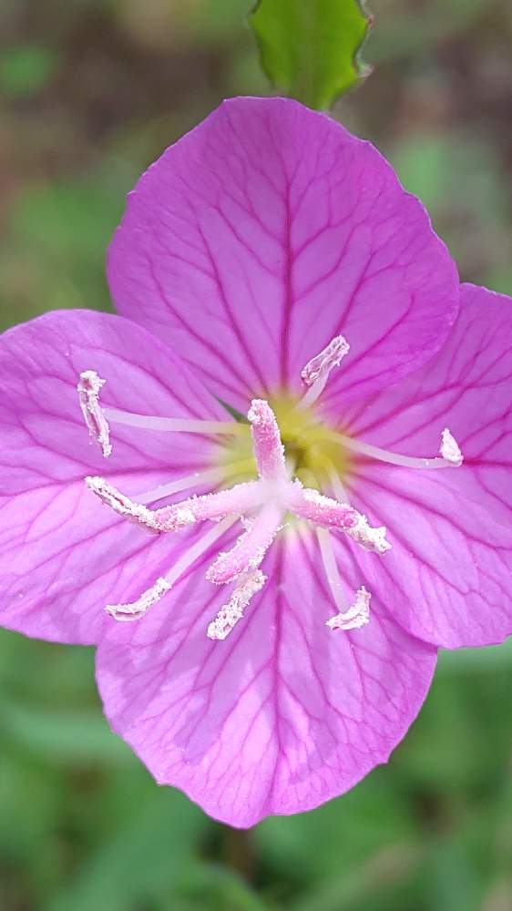 お出かけ先の画像 by ❦THE HERMIT❦さん | お出かけ先とアカバナユウゲショウと内緒のpicと光輝く花とホワイトと癒されと薄桃色と小さい花々とリユニオンと小さ過ぎる花とピンクと優しい薄桃色と本来の色と秘密のpicと大好きな花と隠遁者とヒカリ