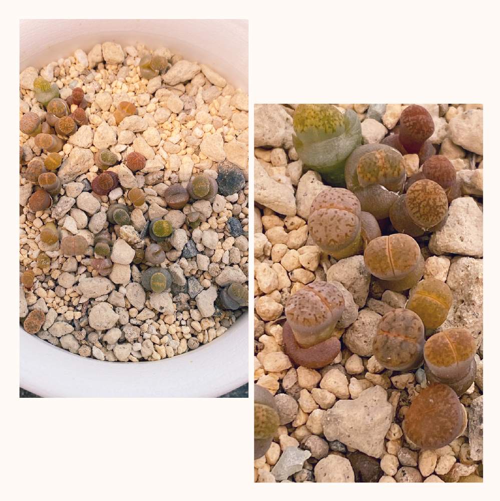 エントランスの画像 by レースフラワー38さん | エントランスとリトープスと多肉植物と脱皮とリトープスさんと実生とリトープス実生と鉢植えとリトープス属とリトープス✧