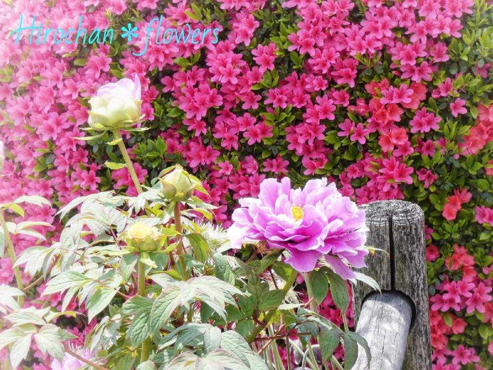 の画像 by Hirochan* flowersさん | 新緑の季節とぼたんとJuneの会とかわぃぃ。と花びらの美しさと太陽の光を浴びてとふんわり優しい色とお花好きの人と繋がりたいとピンクのはな