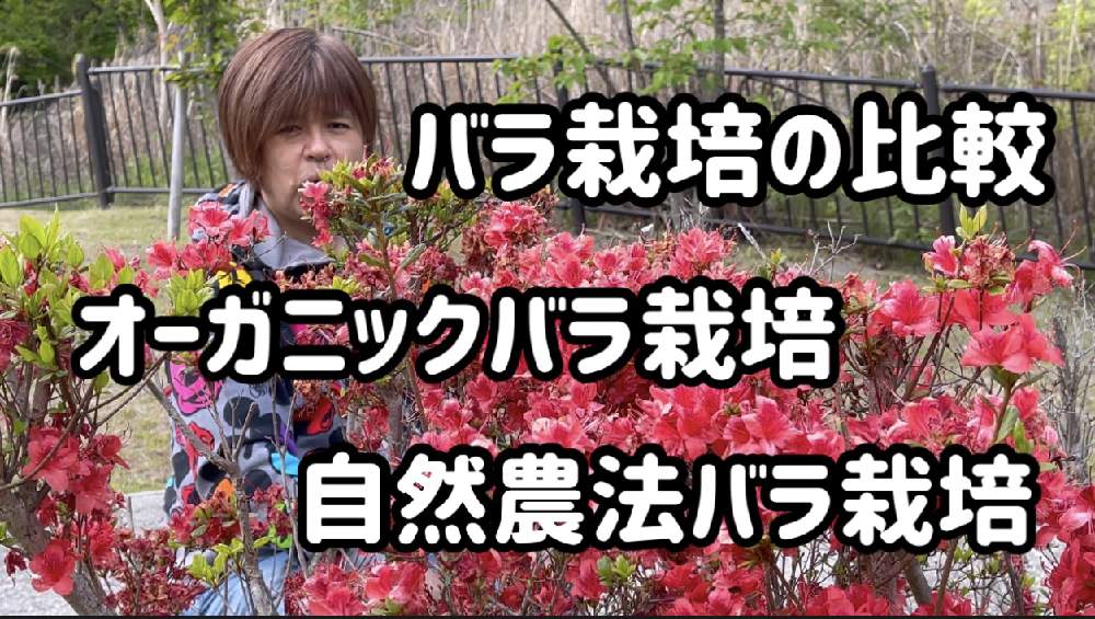 部屋の画像 by La Vie en roseさん | 部屋とYouTubeとバラ愛とばら バラ 薔薇と自然農法と薔薇愛同盟と水曜ローズショーと薔薇の育て方勉強中✏と薔薇に魅せられてと無農薬無肥料とバラの育て方とオーガニックと薔薇のお菓子と薔薇の初心者教室と花のある暮らしと自然農法バラ栽培とバラ・ミニバラと薔薇大好きと無農薬 無肥料 栽培