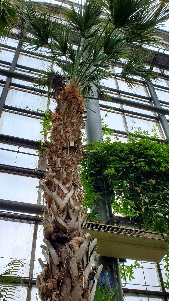 の画像 by yotanationさん | 名前を教えて!と ヤシの木と南国とトロピカルとおしゃれとヤシとPalm tree
