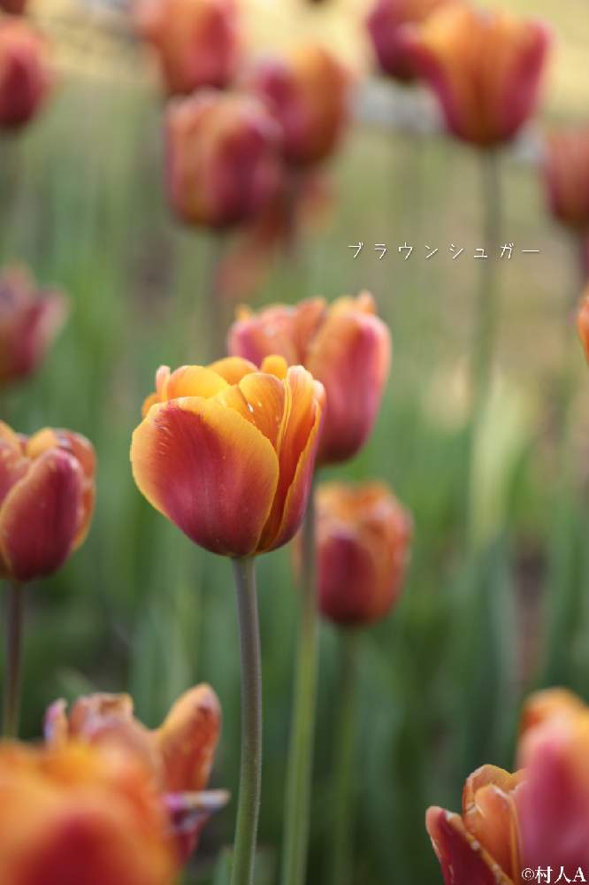 お出かけ先の画像 by 信州豚ポルコ・ロッソさん | お出かけ先とチューリップとチューリップ・ブラウンシュガーとCanon EOS R6と『秋植え球根2021』フォトコンテストと最近の作品と無加工と旬撮とCanon EF100mm F2.8Lマクロ IS USMとお誘いと長野県とチューリップ祭り2021と品種を添えてと単焦点レンズ
