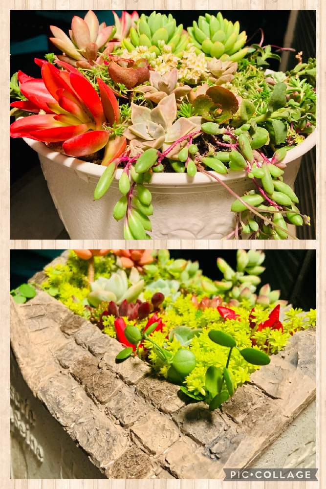 玄関の画像 by UGUISUさん | 玄関とタニラ-と多肉植物寄せ植え☘️とGS皆様ありがとう