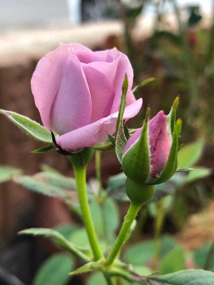 小さな庭の画像 by mutsuchiyanさん | 小さな庭とミニバラと薔薇好きと癒しと愛しいとエネルギーとありがとうと美しいと休日のひと時とガーデニングと小さな小さな庭と花のある暮らしと薔薇♪と頑張るばい!熊本!と薔薇の花