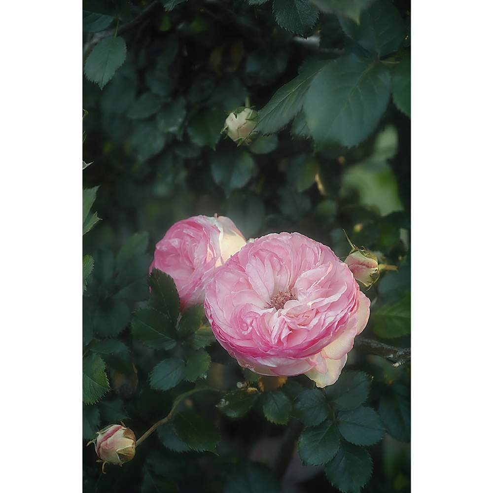 の画像 by nesoさん | ピエールドゥロンサールとnesoの薔薇とローカルカメラマンかな?!(笑)と与野本町駅前とFoveonと月曜日にはバラをと埼玉県さいたま市