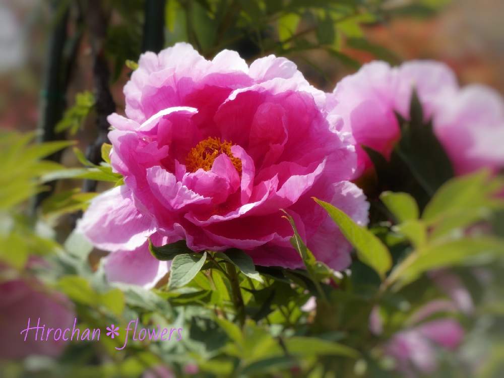 の画像 by Hirochan* flowersさん | 新緑の季節とぼたんとJuneの会と花びらの美しさと太陽の光を浴びてとふんわり優しい色と圧倒的な美とお花好きの人と繋がりたいとピンクのはな