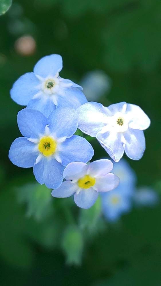 お出かけ先の画像 by ❦THE HERMIT❦さん | お出かけ先と勿忘草と内緒のpicと光輝く花とホワイトと癒されと小さい花々とイエローとリユニオンと小さ過ぎる花と本来の色と秘密のpicと大好きな花と隠遁者とヒカリと碧キ花