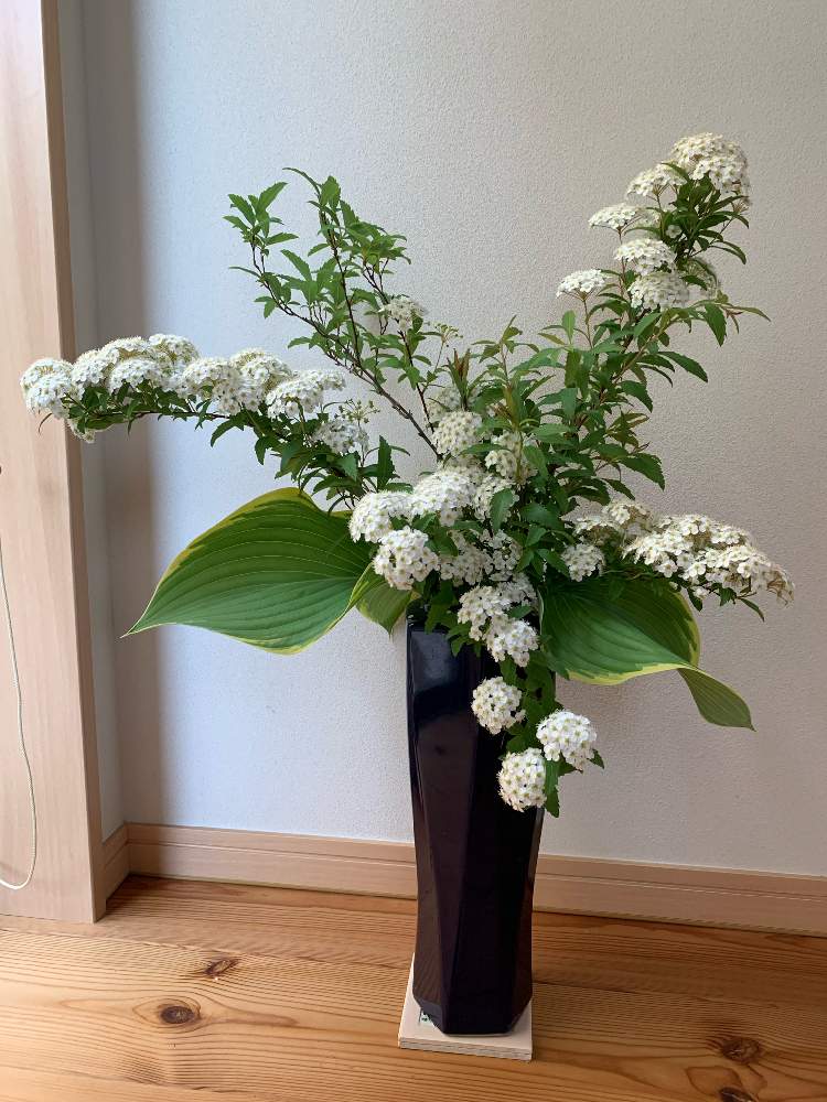 玄関の画像 by 小手鞠さん | 玄関と小手毬とおうち園芸と幸せをありがとうと植物に恋してると玄関×ガーデニングと皆様に感謝とフラワーアレンジメント
