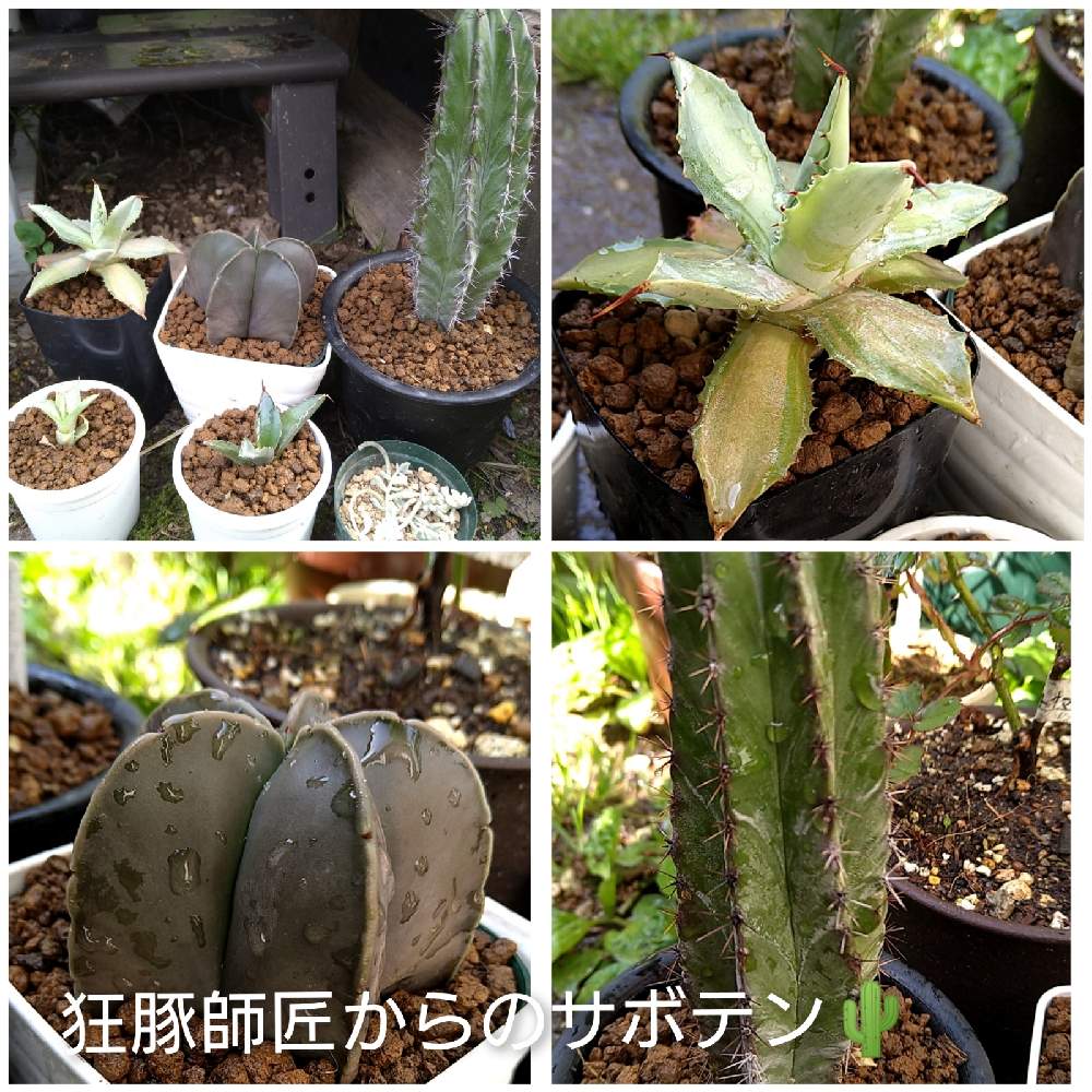 小さな庭の画像 by きゅうちゃんさん | 小さな庭と多肉植物と素敵便とサボサボと滋賀県とバラと夢CLUBと狂豚さんからの素敵便とご縁に感謝とアガベラブとアガベ沼に来ないかとアガベはいいぞー