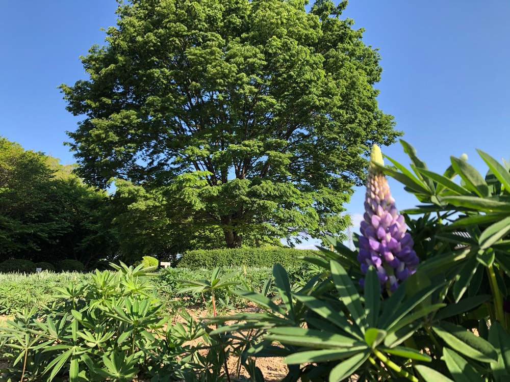 お出かけ先の画像 by おんたけやまさん | お出かけ先とルピナスと散歩と写真撮影と花巡りと御嶽山自然の森公園