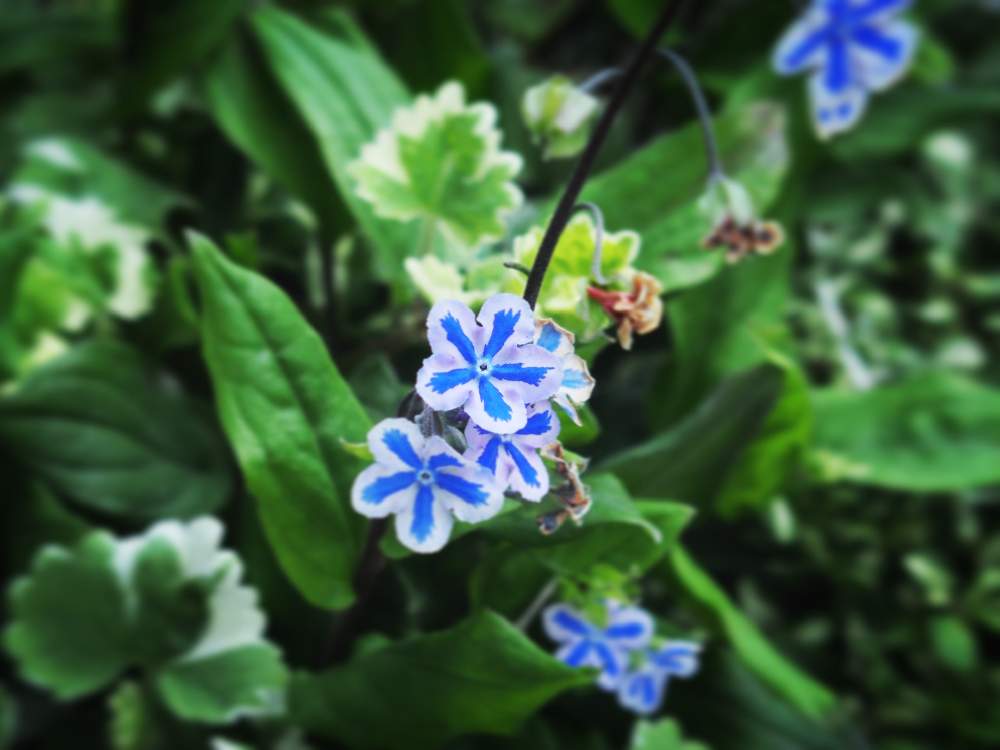 の画像 by 石雅42さん | オンファロデスとシックな寄せ植えとオンファロデス青と春の寄せ植えと花が咲く笑顔咲く PWフォトコン2021~キュン♡した瞬間部門~と爽やかな寄せ植えとスターリーアイズと寄せ植えと青い花とオンファロデスカッパドキカ スターリーアイズと春の花!と爽やかと鉢植えと男前な鉢とカッコ可愛い