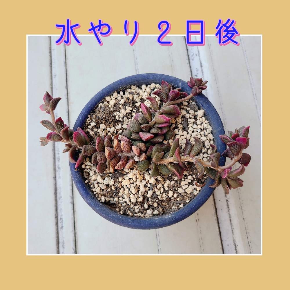 バルコニー/ベランダの画像 by ☆多肉の気持ち☆さん | バルコニー/ベランダと顔晴れ!と☆多肉の気持ち☆