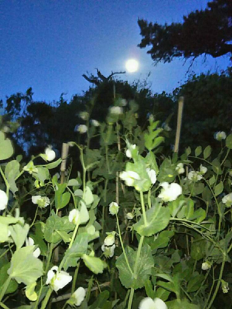 小さな庭の画像 by キンちゃんさん | 小さな庭と風が冷たいと今日は快晴☀と風が強い。と今夜のお月さま。