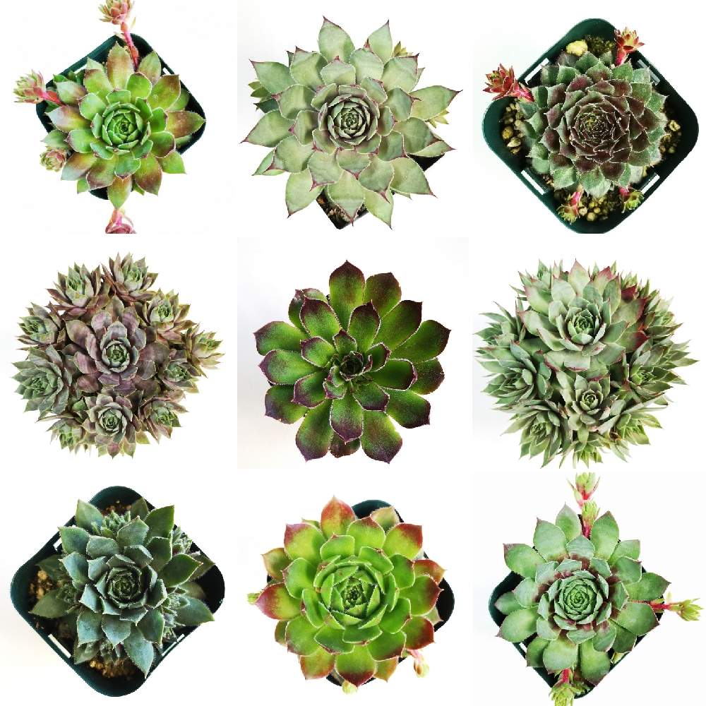 玄関の画像 by eyeさん | 玄関とセンペルとセンペルビウム属 SPN-6とセンペル岩蓮華とSempervivum SPN-6とスーパービバホームとSempervivum IwarengeとSempervivum marmoreum ssp.reginae-amaliaeとレジネアアマリアとモアハニーブルーホリズンとセンペルビウム属 岩レンゲとSempervivum More honey blue horizon とレギレ アマリエとミムリンとタルクとSempervivum marmoreum ssp.marmoreumとマリーンと☆eye☆センペルビウム属と⭐eye⭐298と☆eye☆448と加古園芸とKAKOENGEI