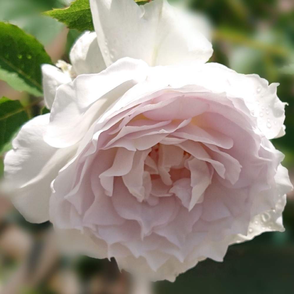 小さな庭の画像 by さあやさん | 小さな庭とバラとガブリエルとキュンキュン乙女倶楽部と薔薇愛同盟とsaaya gardenと花好きさんと繋がりたいとおうち園芸とお家で園芸とみてみて~2020~と2021 GSでバラ園とガーデニングと花のある暮らしとチーム愛知と植物マニアと今日のイチオシ