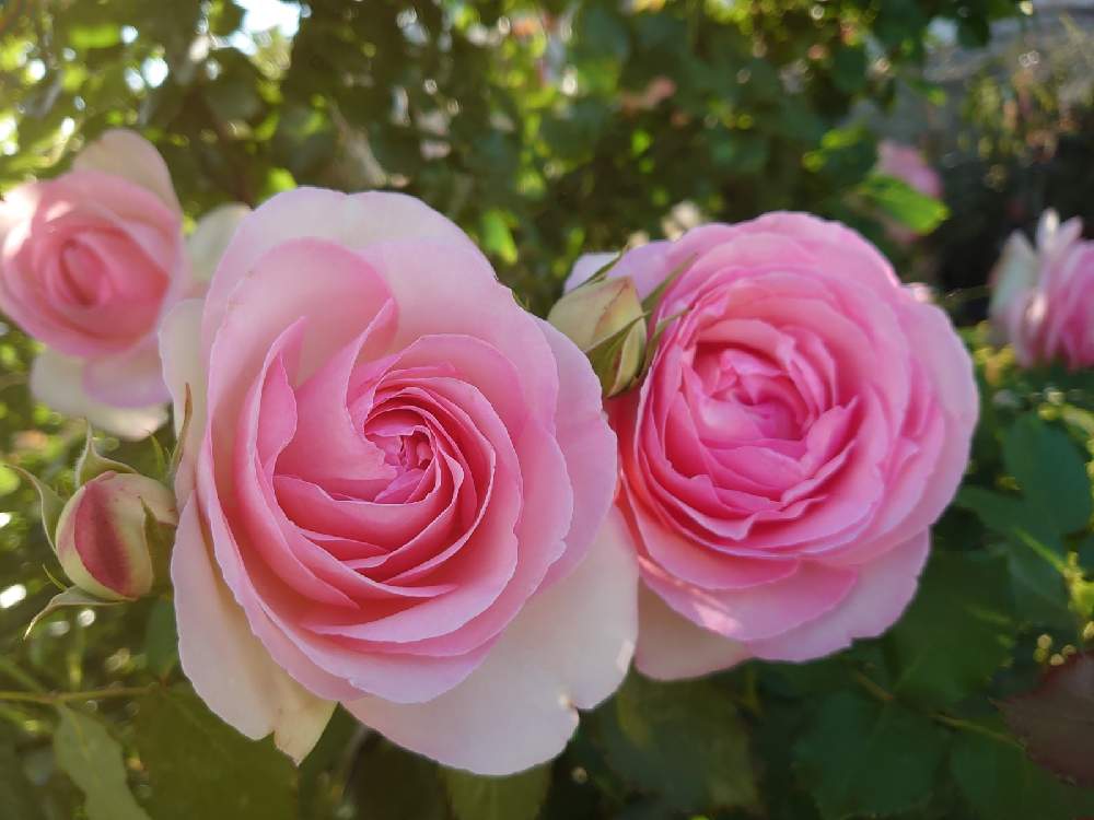 小さな庭の画像 by Keiさん | 小さな庭とピエールドゥロンサールとみどりのある暮らしと薔薇愛同盟と花木とマイガーデンとGS映えときれいとおうち園芸とおきにいりとガーデニングと花のある暮らしとかわいいとおおきくなあれと咲いた!とKei's Rose Garden 2021