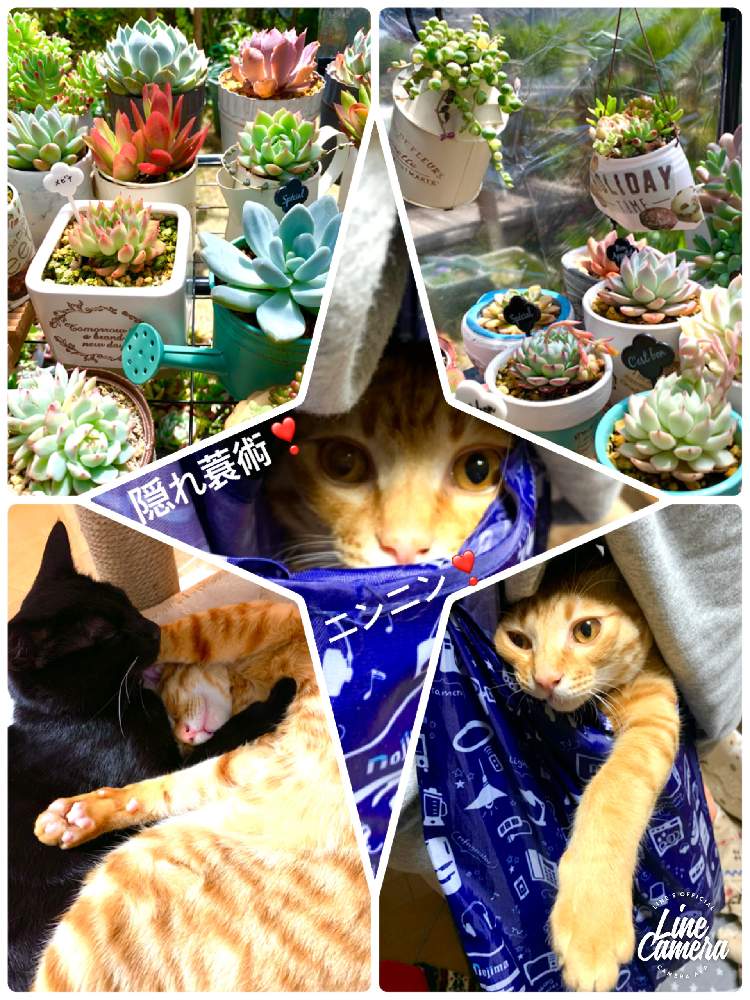 の画像 by satokenさん | 多肉寄せ植えと我が家のニャンコとはな動物園