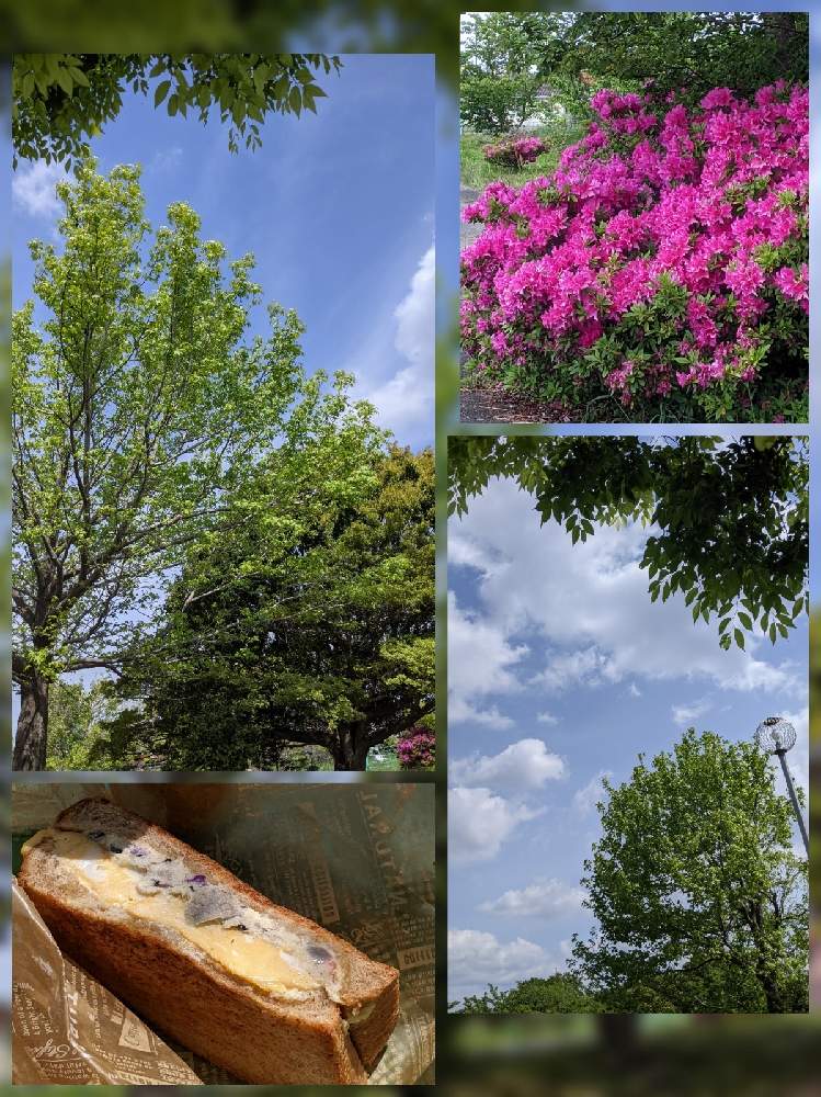 お出かけ先の画像 by やまりんさん | お出かけ先とマテバシイとつつじとモミジバフウ(アメリカフウ)と樹木と公園と雲仲間と散歩道とそら