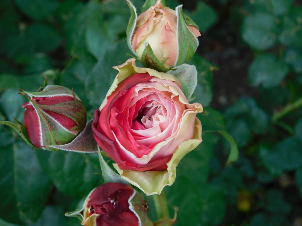 小さな庭の画像 by 庭野華子さん | 小さな庭と旋律と和ばらとばら バラ 薔薇と和バラ 旋律とバラのある暮らしとPinkRoseとローズファームケイジとバラが好きと花のある暮らしと薔薇♪とロザリアンとroseとFGローズ