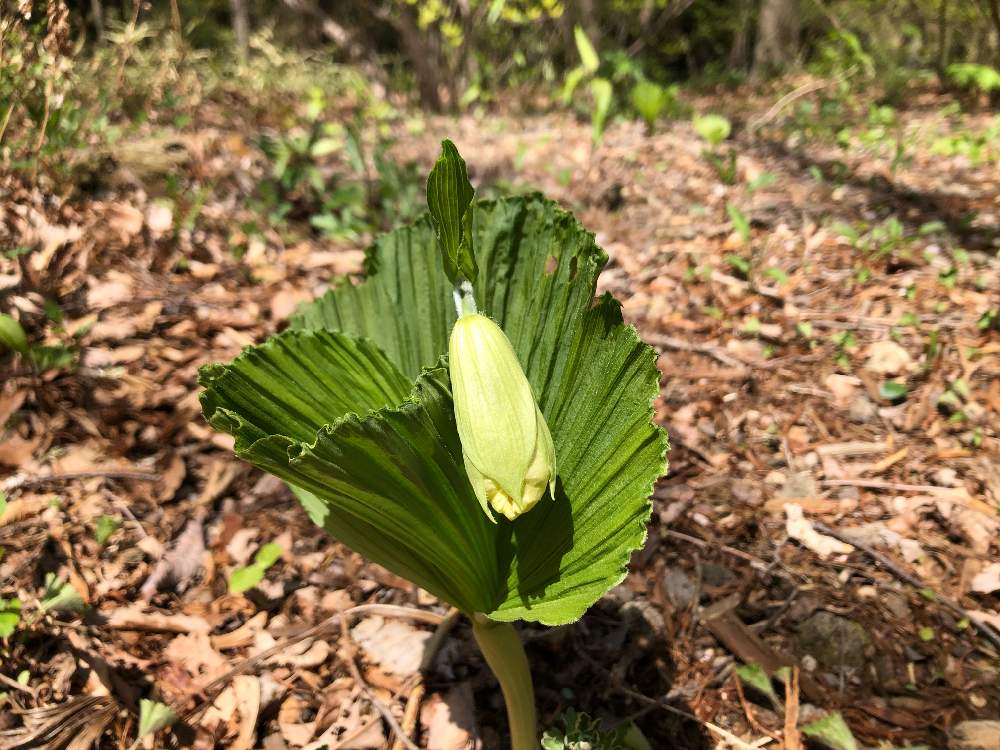 お出かけ先の画像 by おんたけやまさん | お出かけ先とクマガイソウ蕾と写真撮影とウォーキングと赤城自然園と花巡り