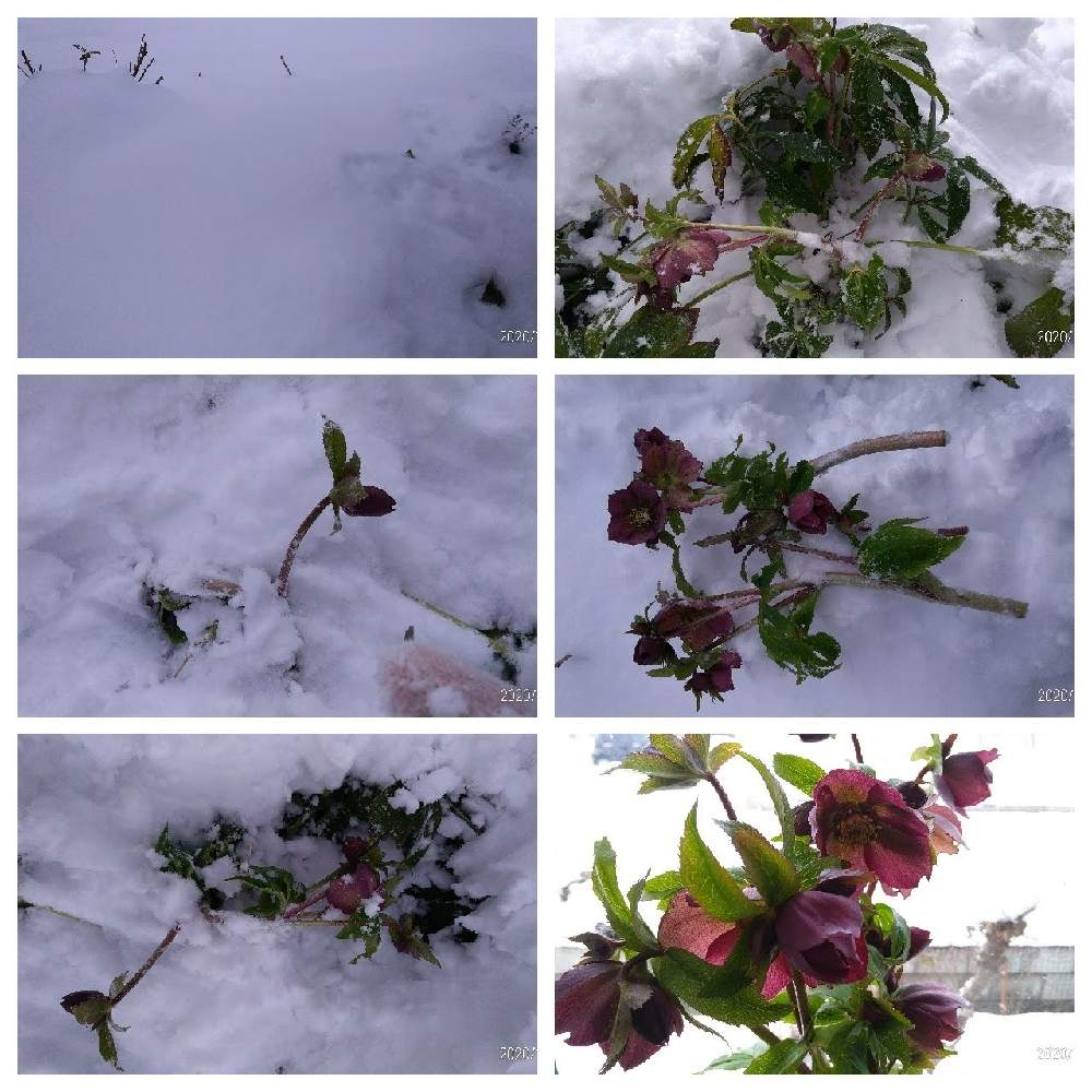 広い庭の画像 by tottokoさん | 広い庭とクリスマスローズと雪に埋もれたクリスマスローズとにわの草花とクリスマスローズ・セミダブルとクリスマスローズ大好きとゆきのした❇︎と地植えクリスマスローズとおうち園芸と北海道からと花のある暮らしとあかい花と赤・紅・あか・レッドと春を告げる花