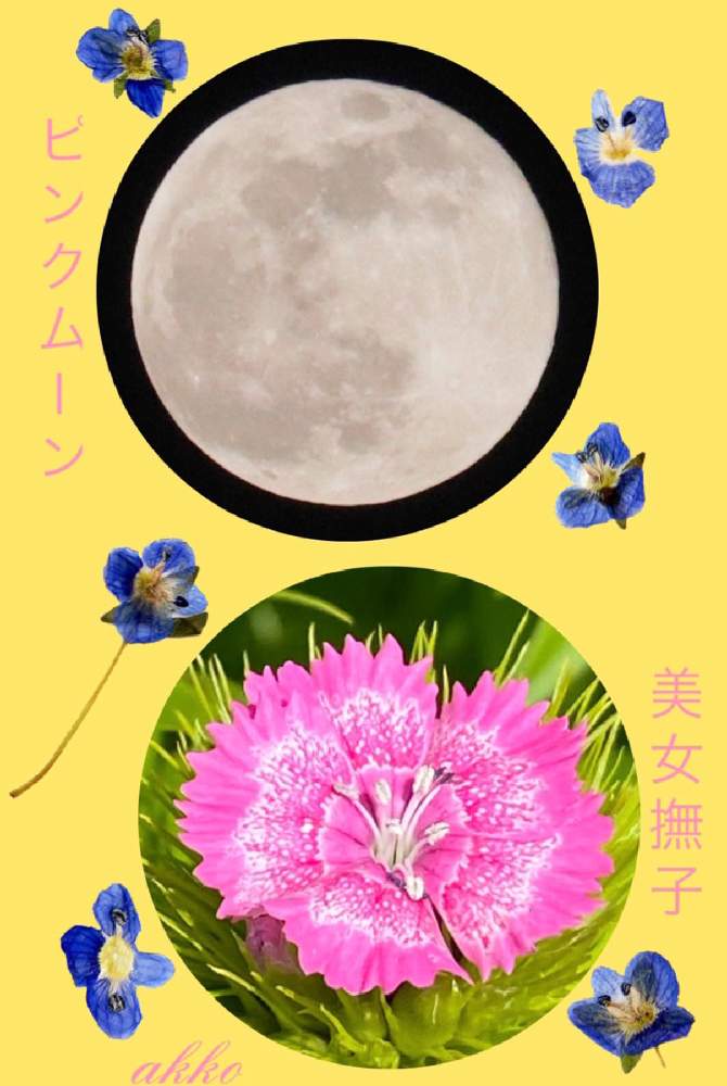 の画像 by ひみつのアッコちゃんさん | 可愛い花と花のある生活とピンクムーン♡と美しい花と元気な花と美しいフォルムと大好きな花と足柄ふれあい公園と花を見る喜びと私のお気に入り