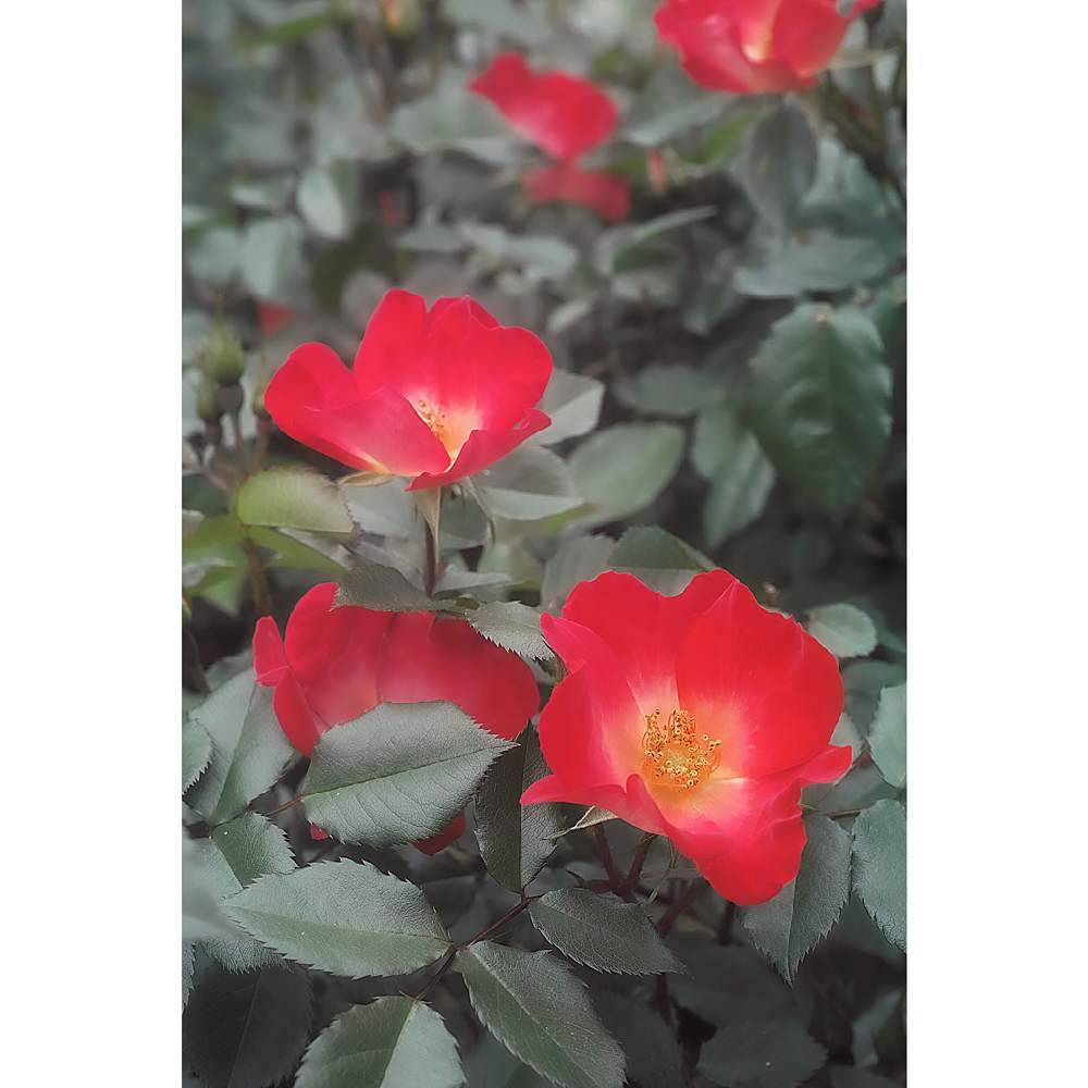 の画像 by nesoさん | バラ・カクテルとnesoの薔薇とnesoのカクテルとあっ火曜日と与野公園とローカルカメラマンかな?!(笑)とFoveonと埼玉県さいたま市